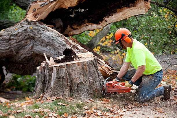  Williamsport, PA Tree Service Pros